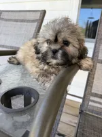 Leo, a male Shih Tzu for sale in Chariton, IA – 4 of 6