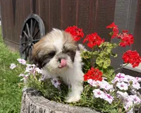 Les, a male Shih Tzu for sale in Chariton, IA – 8 of 9