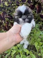 Aaron, a male Shih Tzu for sale in Chariton, IA – 9 of 10