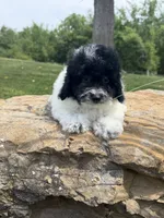 Peter, a male Poodle - Toy  for sale in Chariton, IA – 8 of 10
