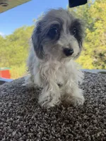Liz, a female Poodle - Toy  for sale in Chariton, IA – 5 of 10