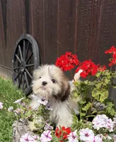 Peanut, a male Shih Tzu for sale in Chariton, IA – 8 of 9