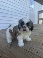 Alissa, a female Shih Tzu for sale in Chariton, IA – 4 of 9