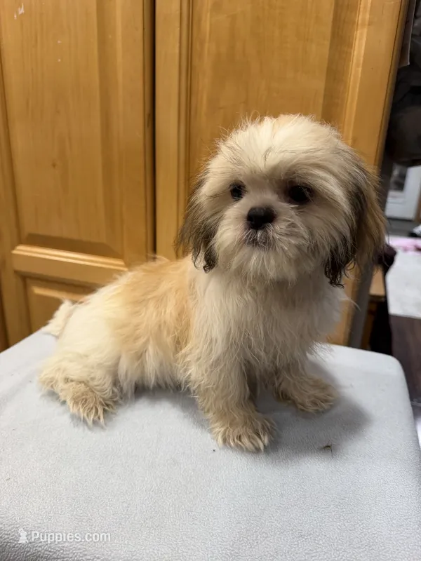 Peanut – Shih Tzu puppy for sale in Chariton, IA