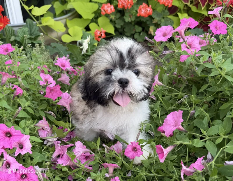Dave – Shih Tzu puppy for sale in Chariton, IA