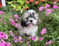 Dave, a male Shih Tzu for sale in Chariton, IA – 1 of 8