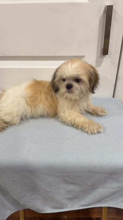 Peanut, a male Shih Tzu for sale in Chariton, IA – 10 of 10
