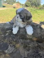 Abby, a female Shih Tzu for sale in Chariton, IA – 7 of 10