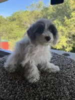 Liz, a female Poodle - Toy  for sale in Chariton, IA – 4 of 10