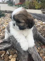 Marths, a female Shih Tzu for sale in Chariton, IA – 2 of 8