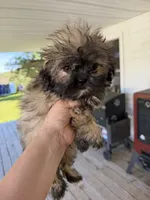 Lora, a female Shih Tzu for sale in Chariton, IA – 4 of 6