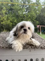 Amber, a female Shih Tzu for sale in Chariton, IA – 4 of 10