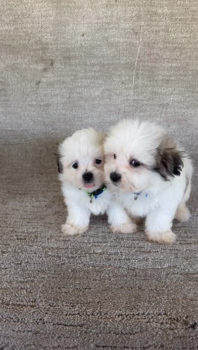 Romeo, a male Maltipoo for sale in Chariton, IA – 7 of 7