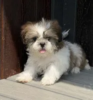 Les, a male Shih Tzu for sale in Chariton, IA – 4 of 9