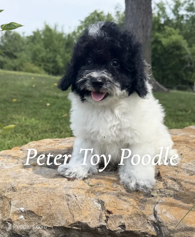 Peter – Poodle - Toy  puppy for sale in Chariton, IA
