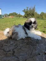 Aaron, a male Shih Tzu for sale in Chariton, IA – 6 of 10