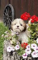 Peanut, a male Shih Tzu for sale in Chariton, IA – 4 of 9