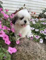 Amber, a female Shih Tzu for sale in Chariton, IA – 4 of 6