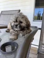 Leo, a male Shih Tzu for sale in Chariton, IA – 2 of 6