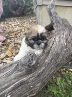 Mike, a male Shih Tzu for sale in Chariton, IA – 6 of 6