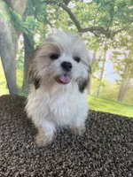 Shih Tzu Male, a male Shih Tzu for sale in Chariton, IA – 1 of 10