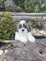 Mary, a female Shih Tzu for sale in Chariton, IA – 8 of 9