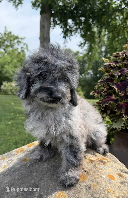 Lora – Poodle - Toy  puppy for sale in Chariton, IA