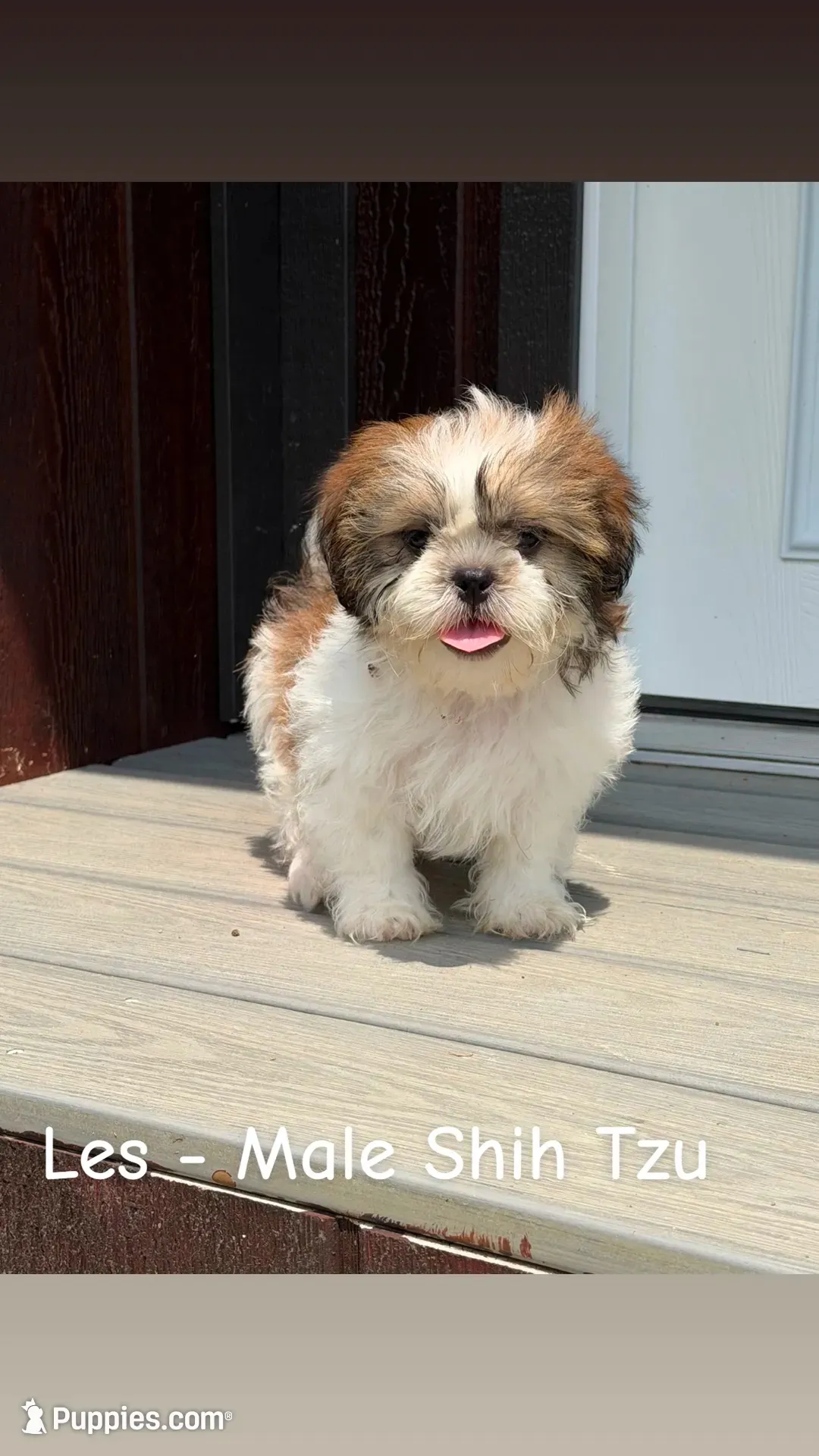 Les, a male Shih Tzu for sale in Chariton, IA – 2 of 9