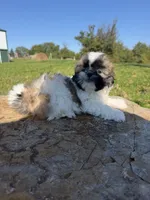 Aaron, a male Shih Tzu for sale in Chariton, IA – 5 of 10