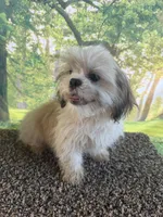 Shih Tzu Male, a male Shih Tzu for sale in Chariton, IA – 5 of 10