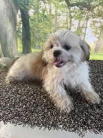Shih Tzu Male, a male Shih Tzu for sale in Chariton, IA – 7 of 10