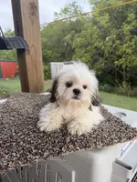 Amber, a female Shih Tzu for sale in Chariton, IA – 7 of 10