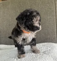 Puppy Six, a female Maltipoo for sale in Chariton, IA – 3 of 5