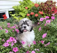 Dave, a male Shih Tzu for sale in Chariton, IA – 3 of 8