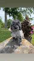 Lora, a female Poodle - Toy  for sale in Chariton, IA – 2 of 10
