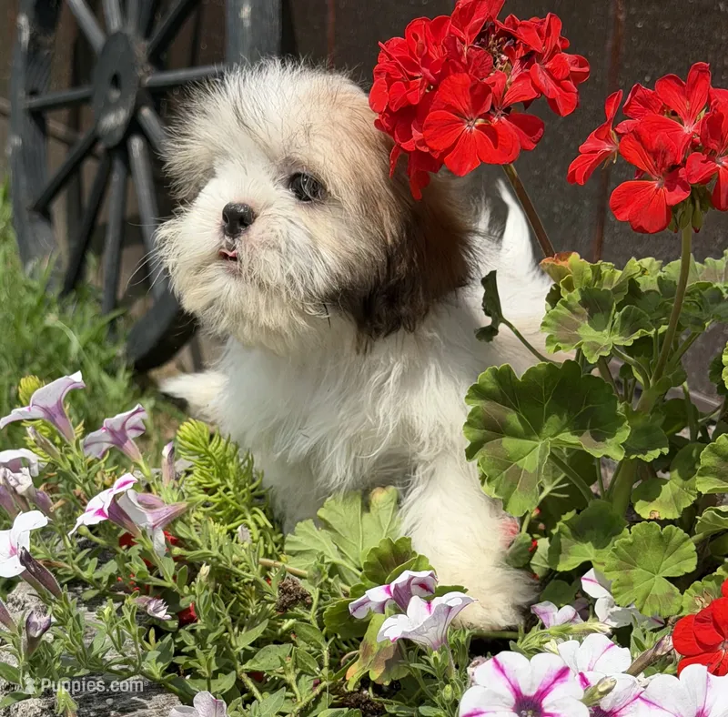 Peanut – Shih Tzu puppy for sale in Chariton, IA