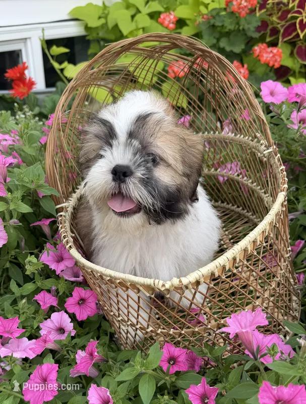 Sam – Shih Tzu puppy for sale in Chariton, IA