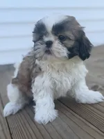 Alissa, a female Shih Tzu for sale in Chariton, IA – 2 of 9