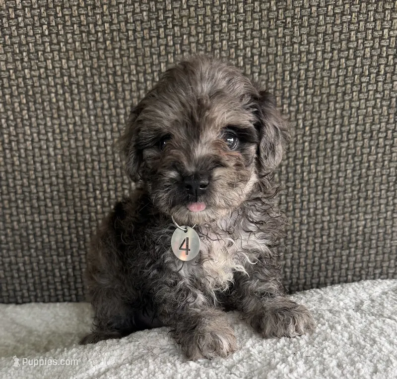 Puppy Four – Maltipoo puppy for sale in Chariton, IA