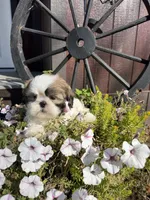 Austin, a male Shih Tzu for sale in Chariton, IA – 6 of 7