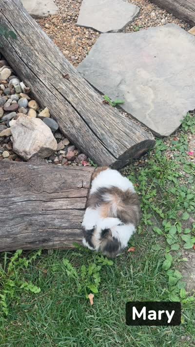 Mary, a female Shih Tzu for sale in Chariton, IA – 9 of 9