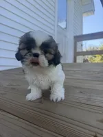 Alissa, a female Shih Tzu for sale in Chariton, IA – 9 of 9