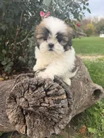 Mary, a female Shih Tzu for sale in Chariton, IA – 4 of 9