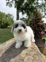 Liz, a female Poodle - Toy  for sale in Chariton, IA – 10 of 10