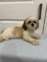 Peanut, a male Shih Tzu for sale in Chariton, IA – 5 of 10