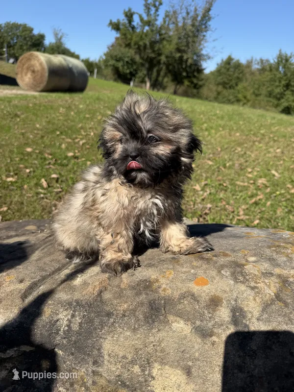 Lora – Shih Tzu puppy for sale in Chariton, IA