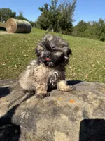 Lora, a female Shih Tzu for sale in Chariton, IA – 1 of 6