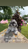 Lisa, a female Poodle - Toy  for sale in Chariton, IA – 2 of 10