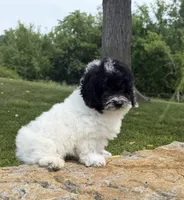 Peter, a male Poodle - Toy  for sale in Chariton, IA – 6 of 10