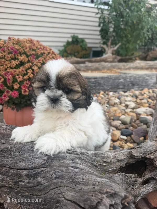 Marths – Shih Tzu puppy for sale in Chariton, IA